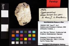 Foto (Objket + Etiketten) von Coelopus sp. 